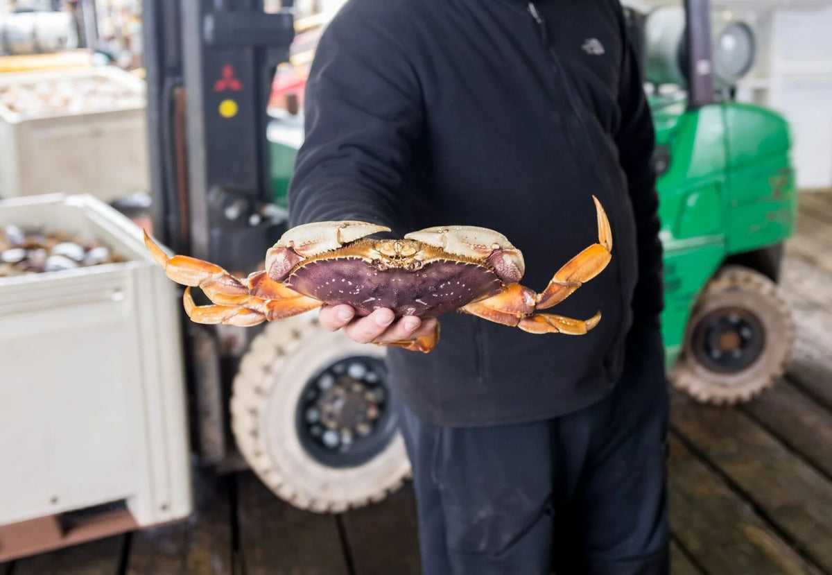 Fresh Dungeness crab at the Port of Ilwaco